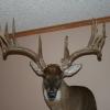Breeder Bucks