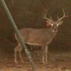 Whitetail ScoutCam pics 2010